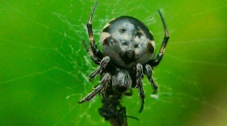 SEO基础知识：什么是爬虫（Spiders）？