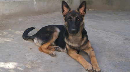 SEO基础知识：什么是LSI关键词？