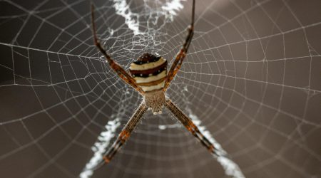 铭万网收录效果怎么样