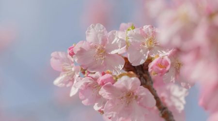 商标有效期10年到期后如何续展？