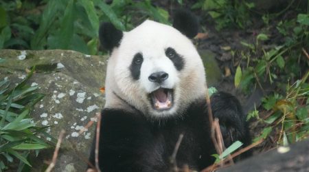 人工智能生成内容的商标权归属探讨