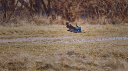 增长黑客：什么是行为触发机制（Behavioral Triggers）？