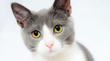 如何利用内容营销卖猫