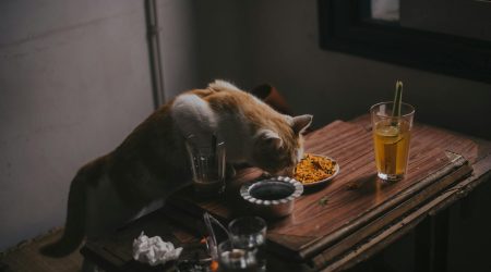 如何利用内容营销卖猫粮