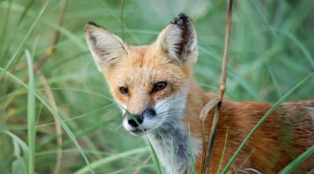 如何营销手写春联内容