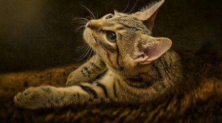 卖猫砂如何做内容营销