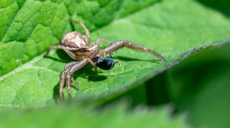 网站目录是什么