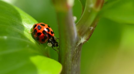 如何被百度图片收录