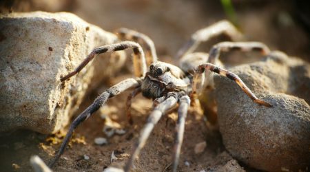如何让百度抓取