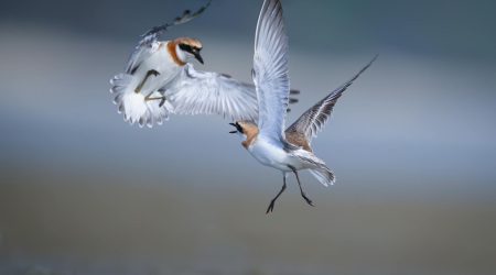 动态交互是什么