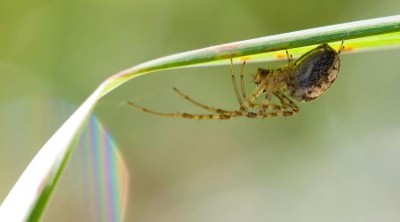 网页行为是什么
