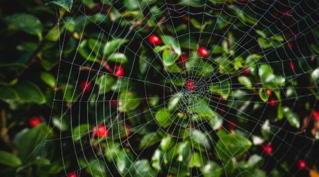 网页结构是什么