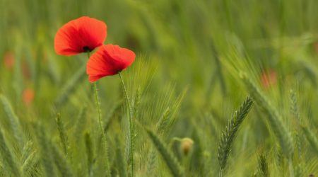 什么叫软文广告