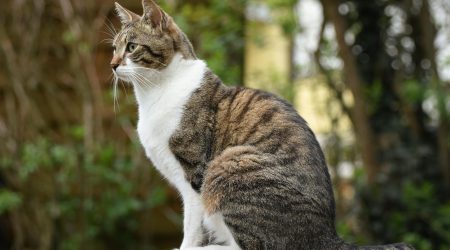 独立ip有什么好处