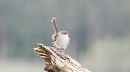 网站日志如何分析