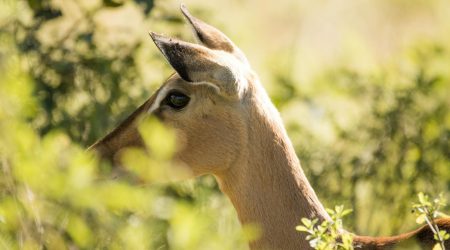 dreamweaver如何隐藏