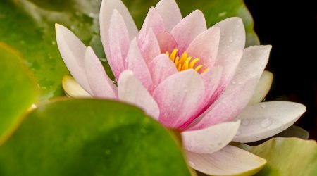 如何去除下拉框