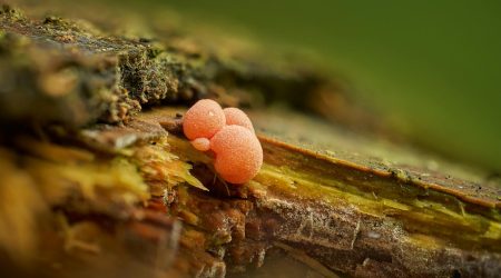 冬虫夏草如何服用周期