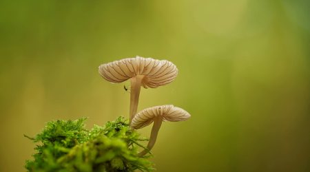 优乐美微工厂如何