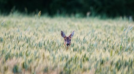 如何使用隐藏域