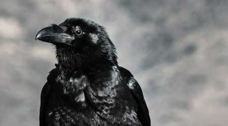crow如何记忆