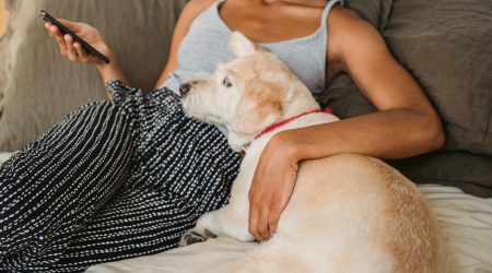 宠物app如何推广