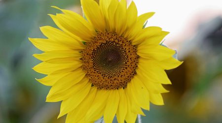 asp如何设置canonical