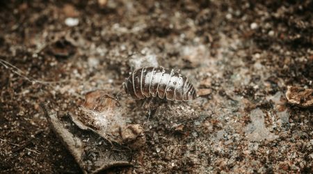 如何描写身体腐烂