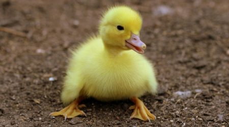 duck如何辨真假