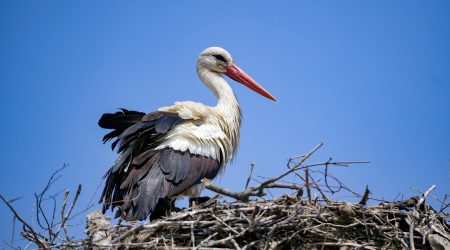 筑巢系统优化如何