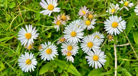 opencart如何更换域名