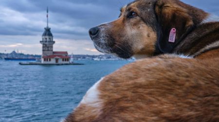 标签云如何实现