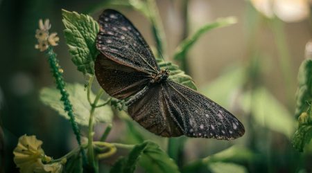 如何消除蝴蝶翅膀