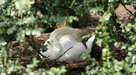 筑巢系统如何用