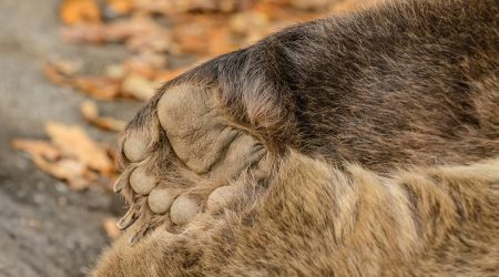 熊掌号如何变现