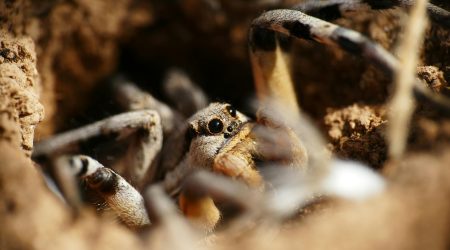 网页背景图片怎么加