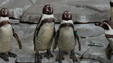 怎么网页广告设计