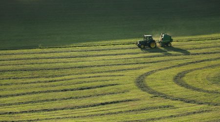 绿萝养殖基地怎么建设