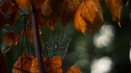 网页翻页效果怎么做