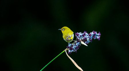 怎么用ps画漫画人物