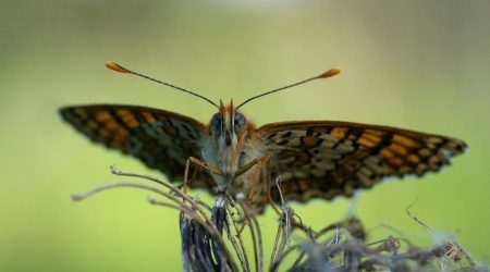 iis主机名怎么填写