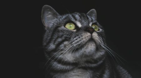 tomcat怎么修改端口号