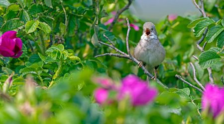 唱歌语感怎么保持