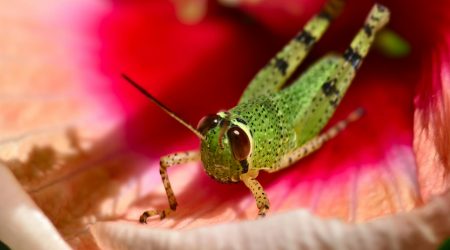 金蝉怎么冻不粘