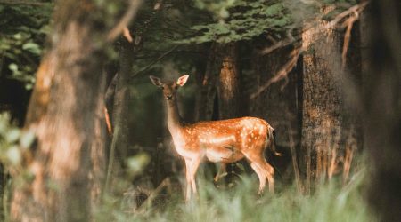 怎么拖动被隐藏的网页