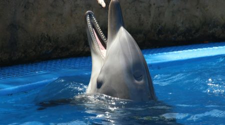 iis 程序池多少个