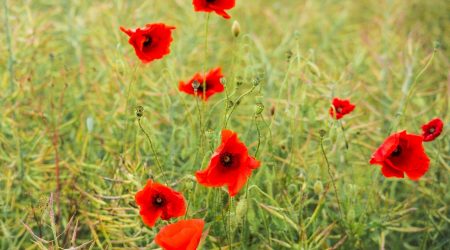 照相用的幕布多少钱