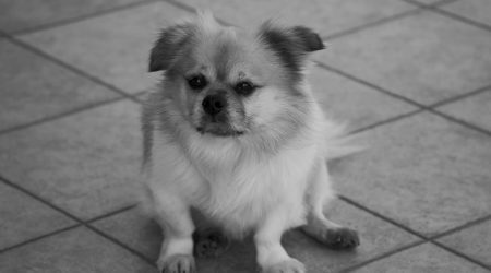 特抱抱年费多少钱