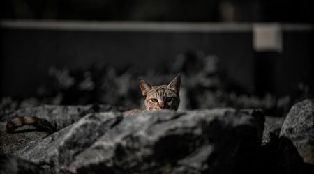 织梦要求图片调多少像素