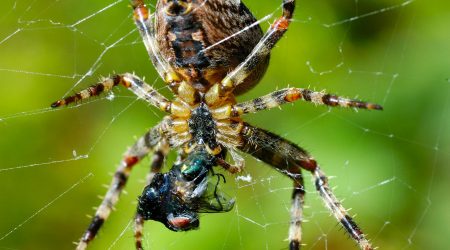 网站提交多久会被收录